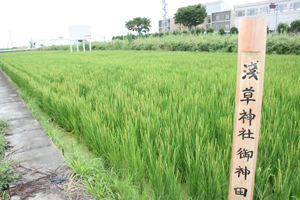 境外地神田生き物観察2